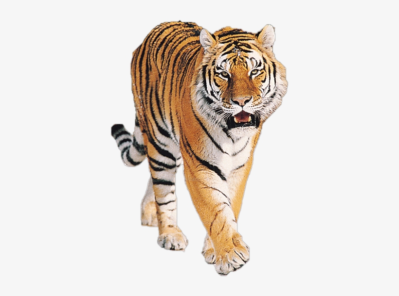 Tiger Png Imagen - Tiger Png, transparent png #25892