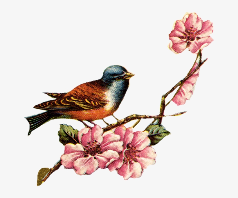 Vintage Love Birds Png Transparent Vintage Love Birds - Cherry Blossom Vintage Png, transparent png #25934