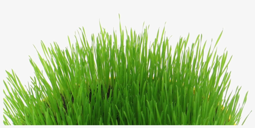 Easter Grass Download Transparent Png Image - Easter Transparent Png, transparent png #26187