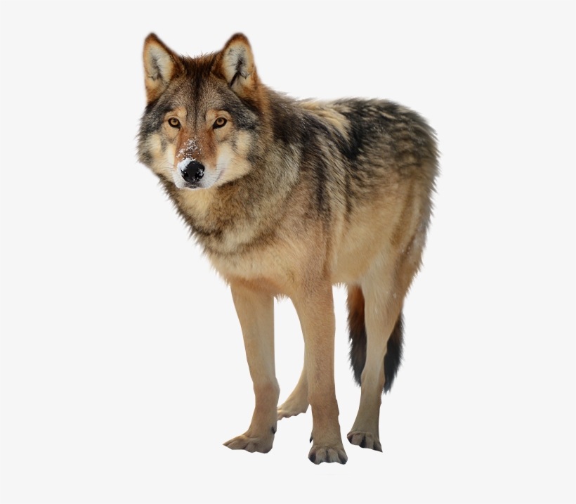 Best Free Wolf Png Clipart - Wolf Png Transparent, transparent png #26396