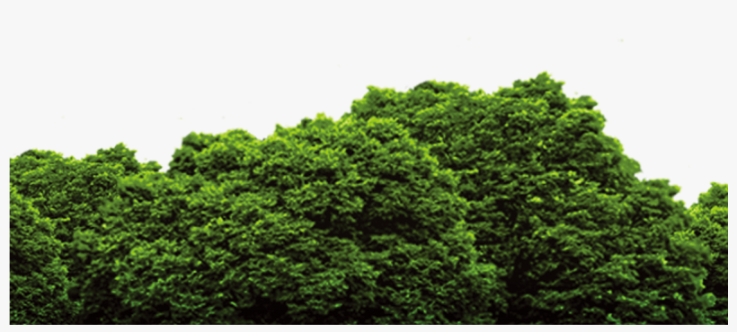 Forest Png File - Forest Png, transparent png #26517