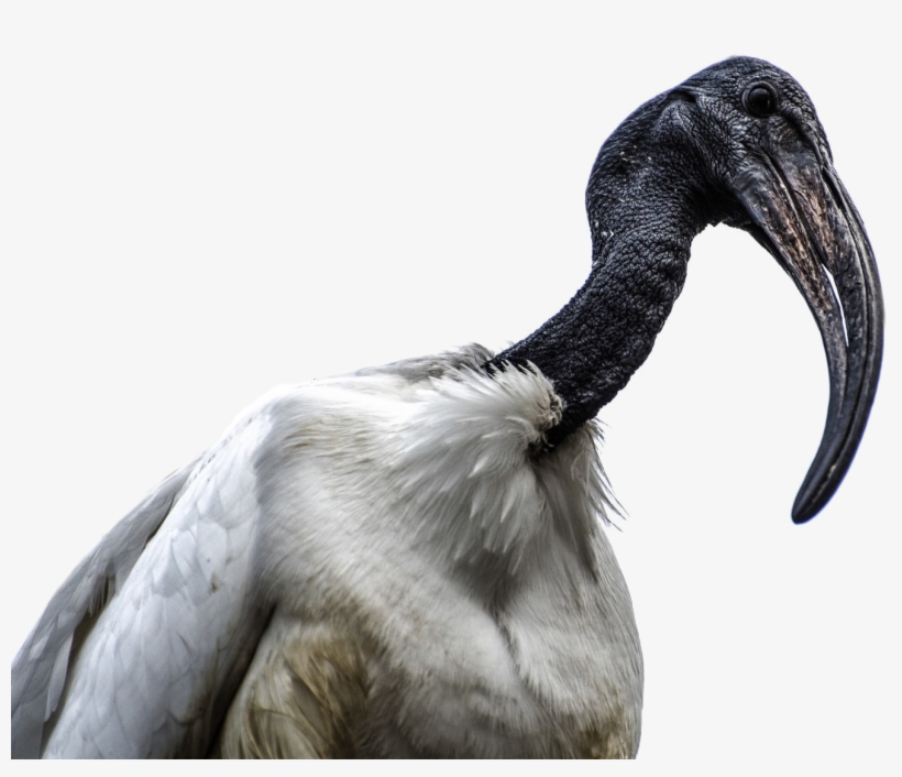 African Bird Png Image, transparent png #26572