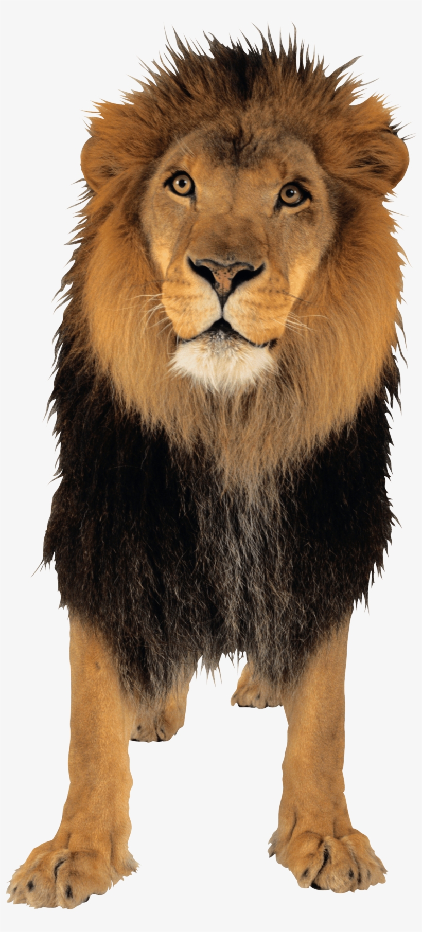 Lion Png Free Download - Lion Png, transparent png #26677