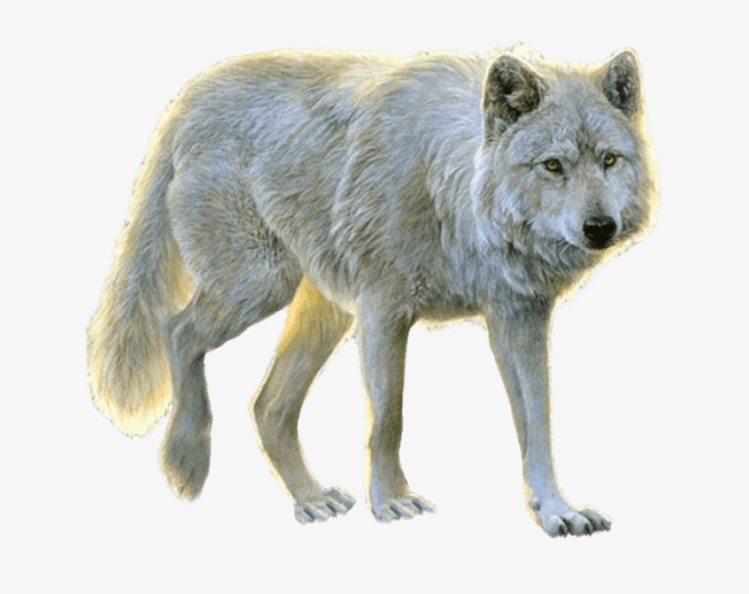 Free Png White Wolf Png Images Transparent - Animals Png For Photoshop, transparent png #26698