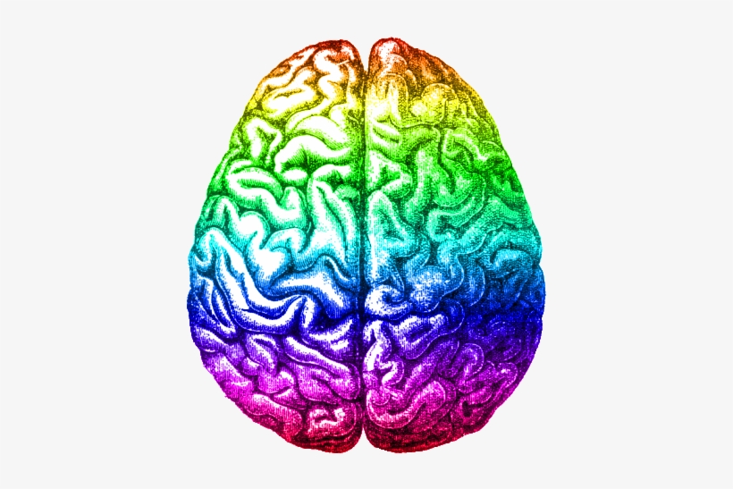 Rainbow Brain, Aug 2014 - Left Brain Right Brain Black And White, transparent png #27055