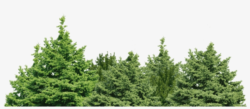 Forest Clipart Transparent - Want To Be Left Behind: Finding Rapture Here On Earth, transparent png #27226