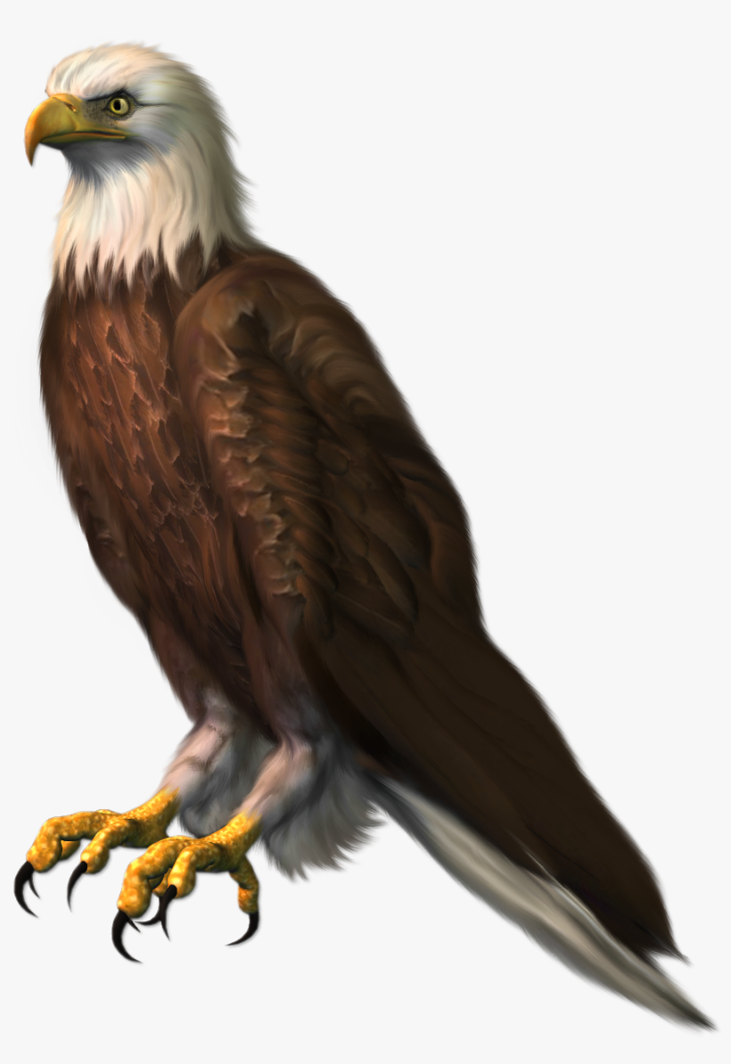 Eagle - Bald Eagle Png, transparent png #27316