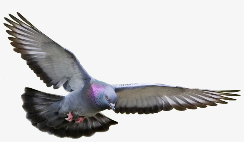 Pigeon, Dove Png - Pigeon Png, transparent png #27361