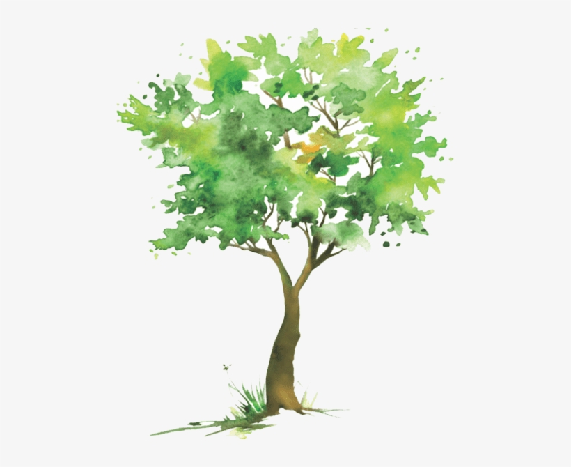 Duties Of The Tree Commission Include - Maple, transparent png #27404