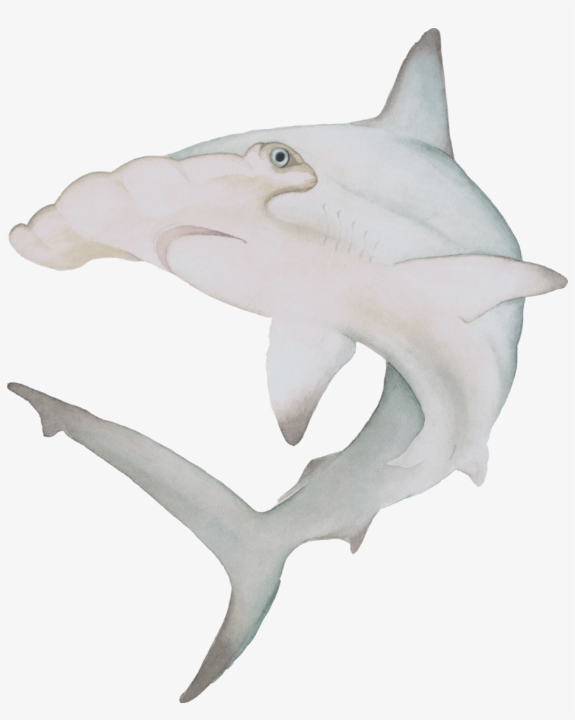 Watercolor Hammerhead Shark The Curious Wild Aoede - Hammerhead, transparent png #27516