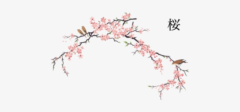 Cherry Blossom Png - Japanese Cherry Blossom Drawing, transparent png #27553