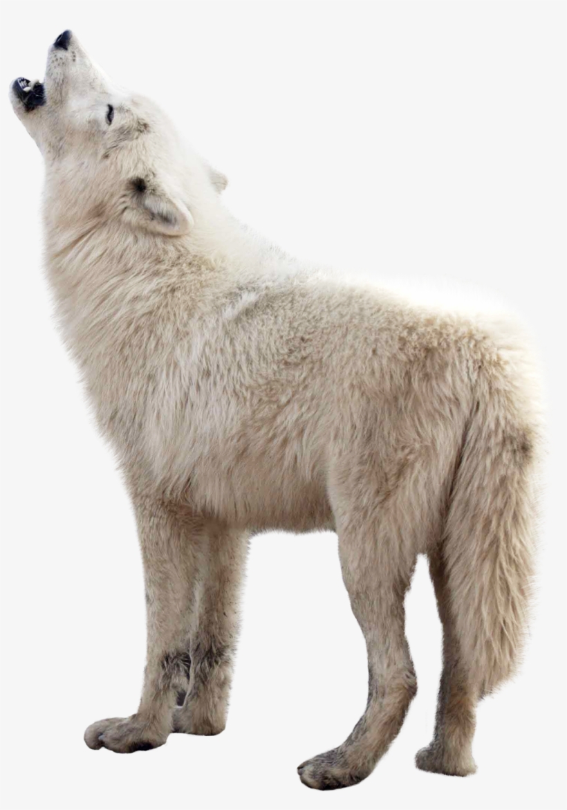Wolf Png Image - Wolf Png, transparent png #27691