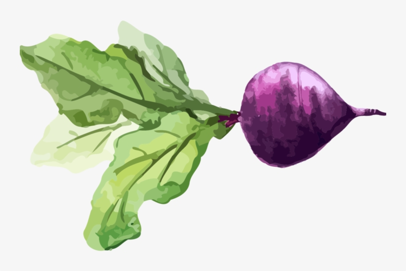Chard Turnip Watercolor Painting Vegetable Food - Drawing, transparent png #27716