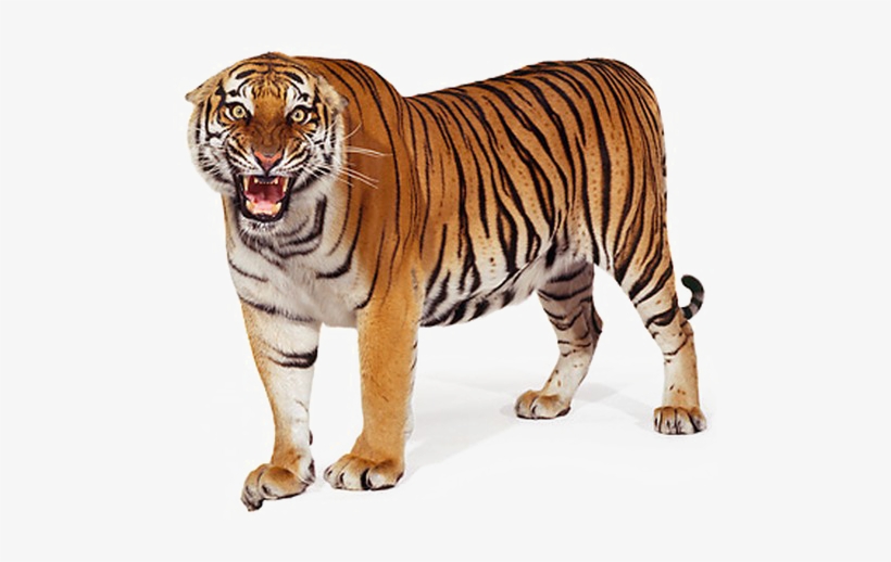 Standing Tiger Png Picture - Bengal Tiger White Background, transparent png #27784