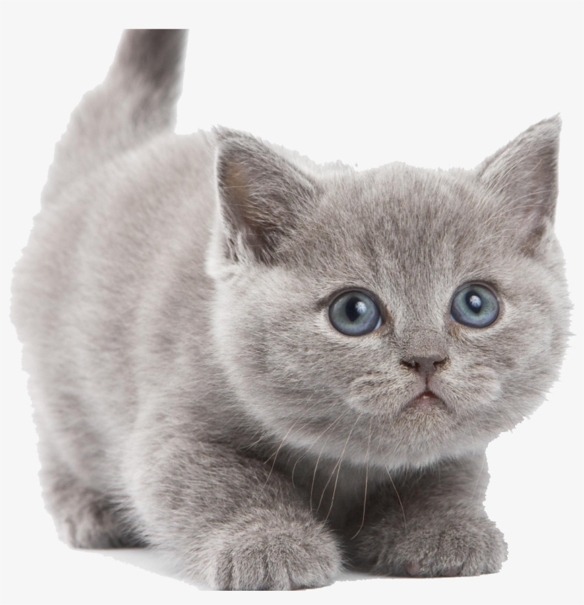 British Shorthair Kitten Png, transparent png #27800