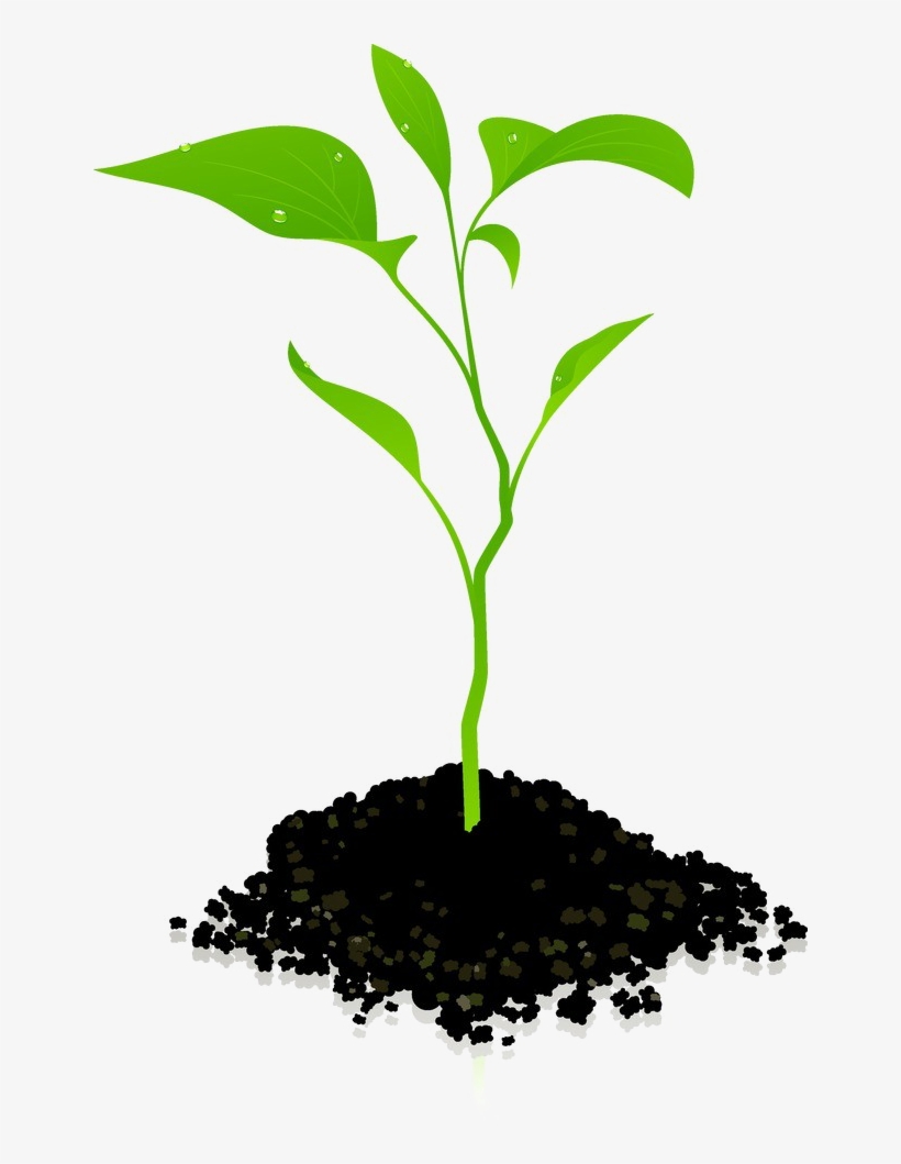 Growing Plant Png Photos - Growing Plant Png, transparent png #27849