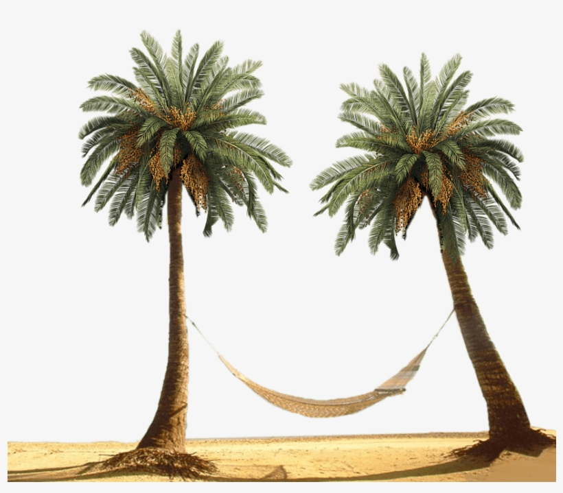Download - Palm Tree Beach Png, transparent png #27850