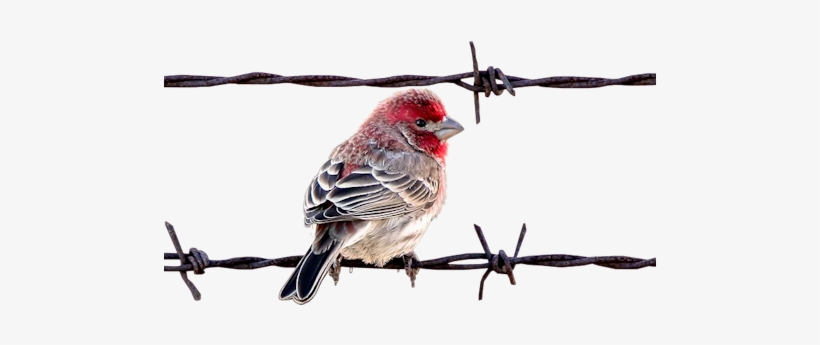 Bird On Barbedwire - Hareketli Kuş Resimleri, transparent png #27917
