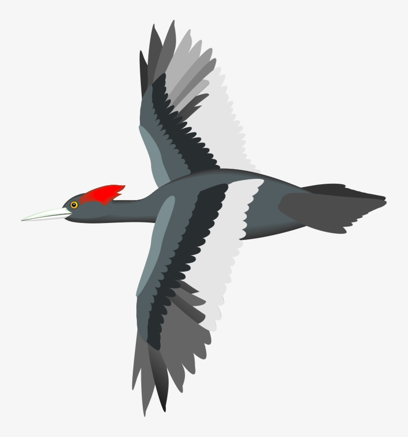 Bird 13 Free Vector - Flying Bird Vector Png, transparent png #28179