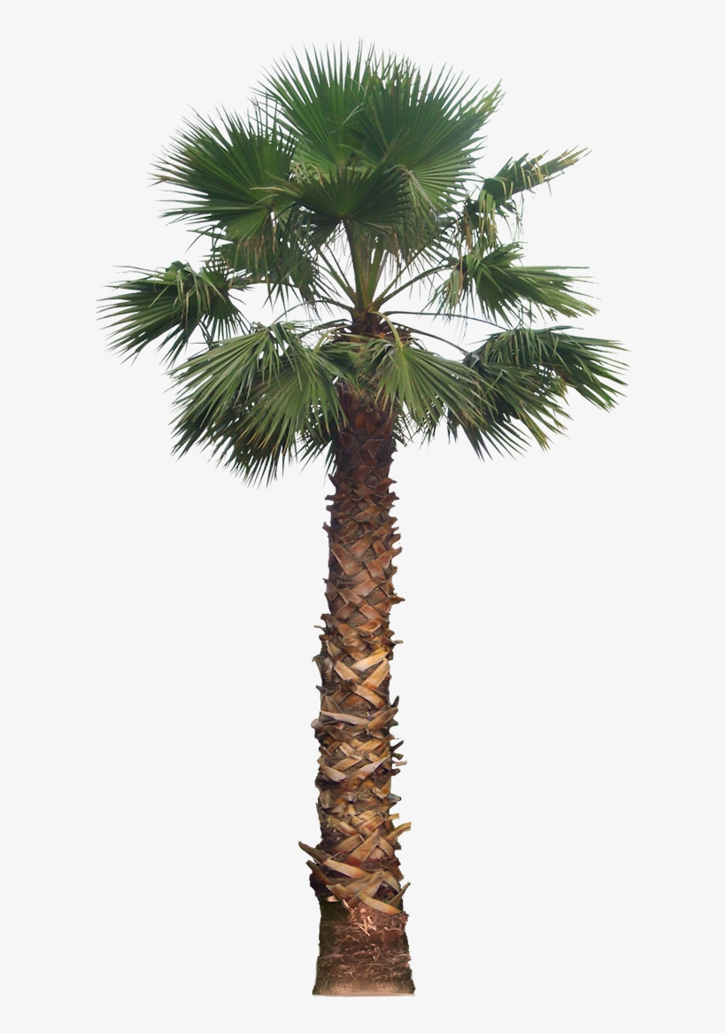 20 Free Tree Png Images - California Palm Tree Png, transparent png #28200