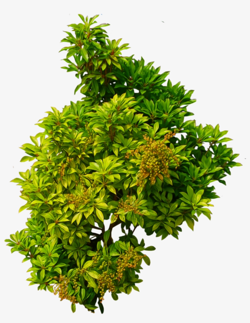 Bush Png Image - Shrub Top View Png, transparent png #28266