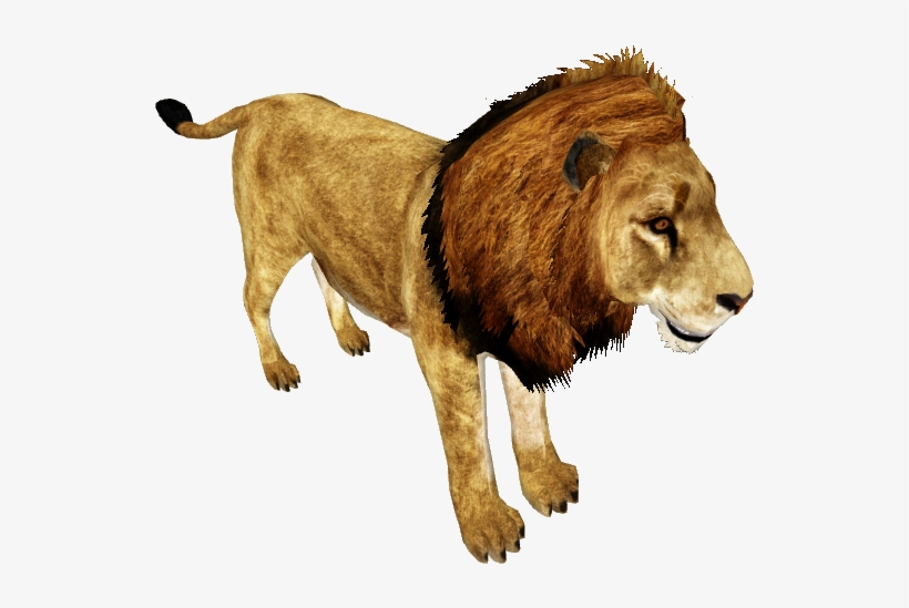 African Lion /version 1 - Wiki, transparent png #28405