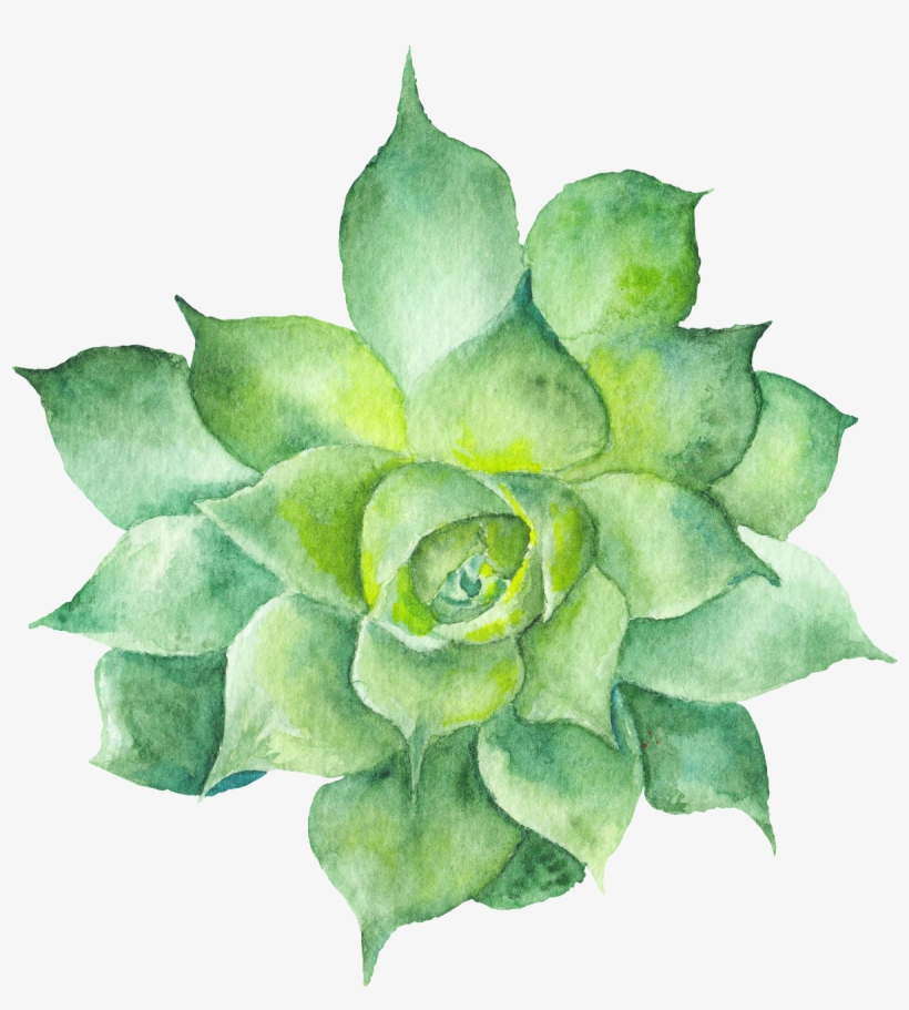 Watercolor Succulent Png - Watercolor Succulent Transparent, transparent png #28443