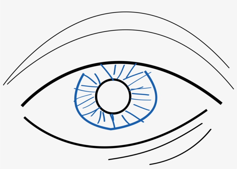 Googly Eyes Drawing Simple Eye In Invertebrates Color - Simple Eye Drawing, transparent png #28665
