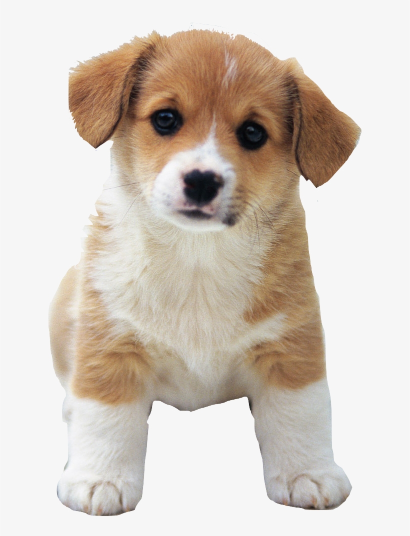 Cute Dog Png Picture Freeuse Download - Sweetest Animal, transparent png #28708