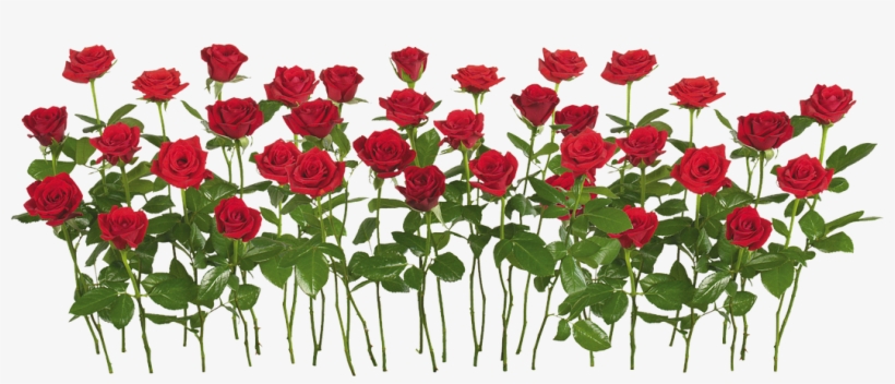 Free Png Red Rose Png Images Transparent - Red Rose Garden Png, transparent png #28752