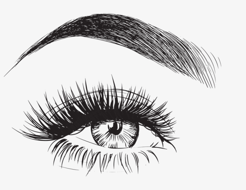 Eyebrow Vector - Eyebrows And Eyelashes Drawing, transparent png #28770