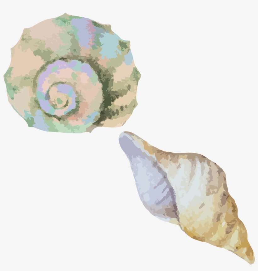 Clip Art Library Stock Sea Snail Conch Seashell Material - Transparent Watercolor Shells Clipart, transparent png #28841