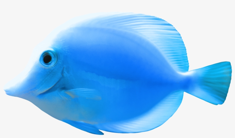 Blue Fish Png Clipart - Fish Png, transparent png #29019