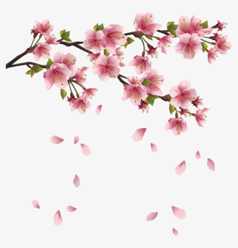 Sakura Cherry Blossom, Cherry Blossom Flowers, Watercolor - Transparent Background Cherry Blossoms Png, transparent png #29037