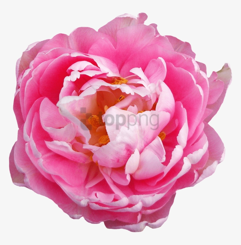 Rose Flower Pink Png Image - Pink Flowers Transparent Background, transparent png #29105