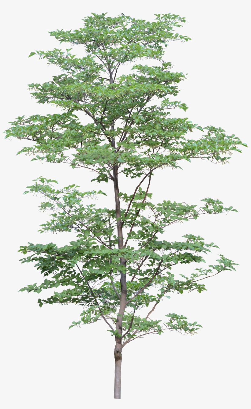 Tree Png Image - Tree Png, transparent png #29179