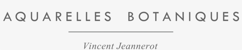Vincent Jeannerot Botanical Watercolor - Watercolor Painting, transparent png #29258