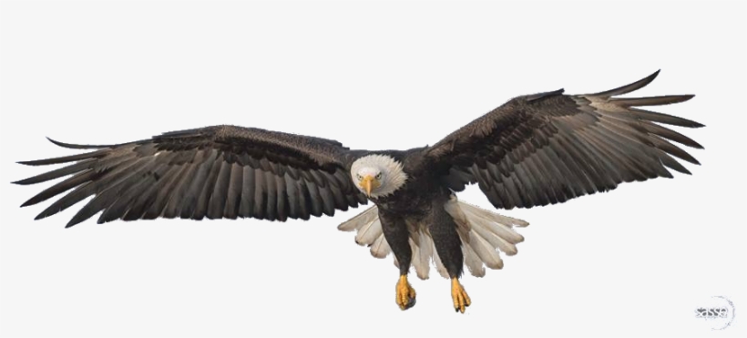 Flying Eagle Png Transparent Image - Transparent Eagle Png, transparent png #29422
