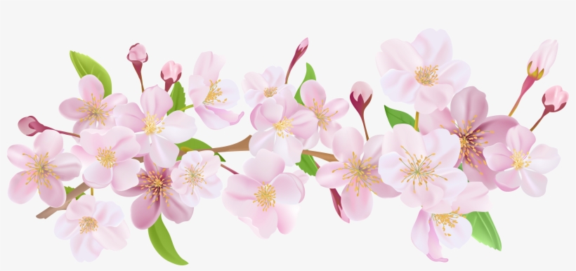 Cherry Blossom Flower Png Picture Download - Cherry Blossom Flower Png, transparent png #29784