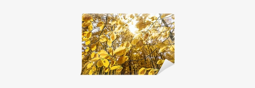 Maidenhair Tree, transparent png #29808