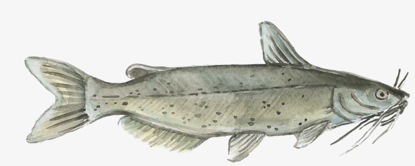 Embracing Change - “ - Harvest Select Catfish, transparent png #29932