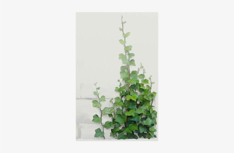 Watercolor Vines, Climbing Plant Poster 23*36 - Creeper Plants And Paintings, transparent png #29936