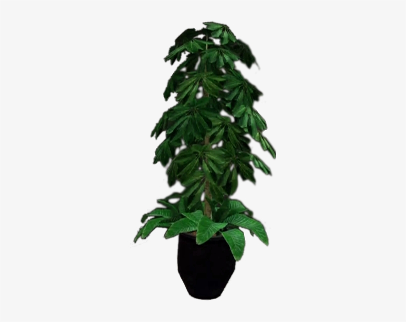 Tall Bushy Plant - Potted Plant, transparent png #200201