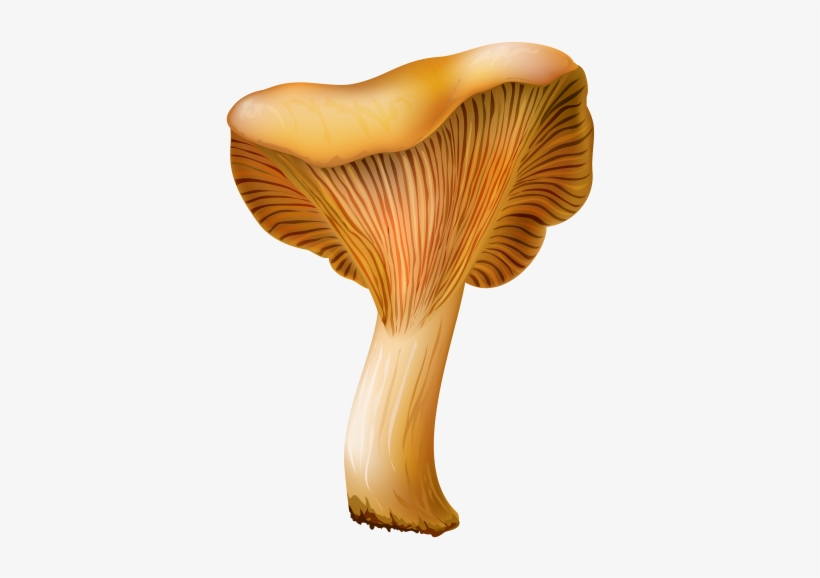 Chanterelle Mushroom Png Clip Art - Mushroom, transparent png #200398