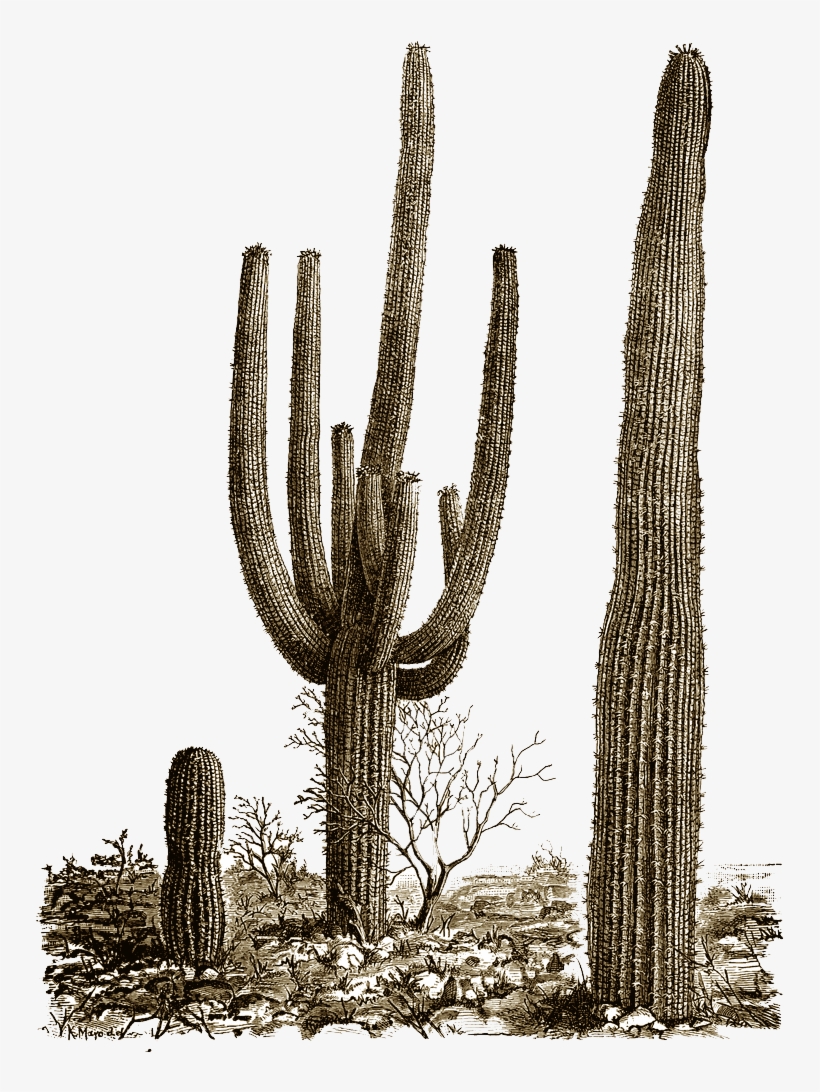 Cactus Png - Desert Cactus Png, transparent png #200440