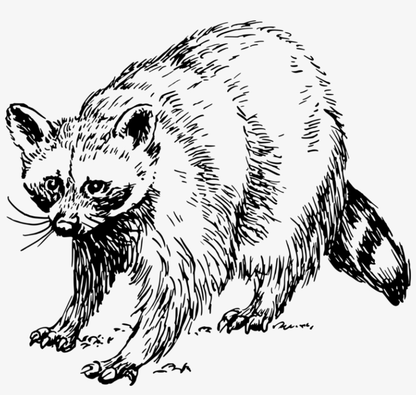 Baby Raccoon Giant Panda Squirrel Drawing - Raccoon Clipart Black And White, transparent png #200467