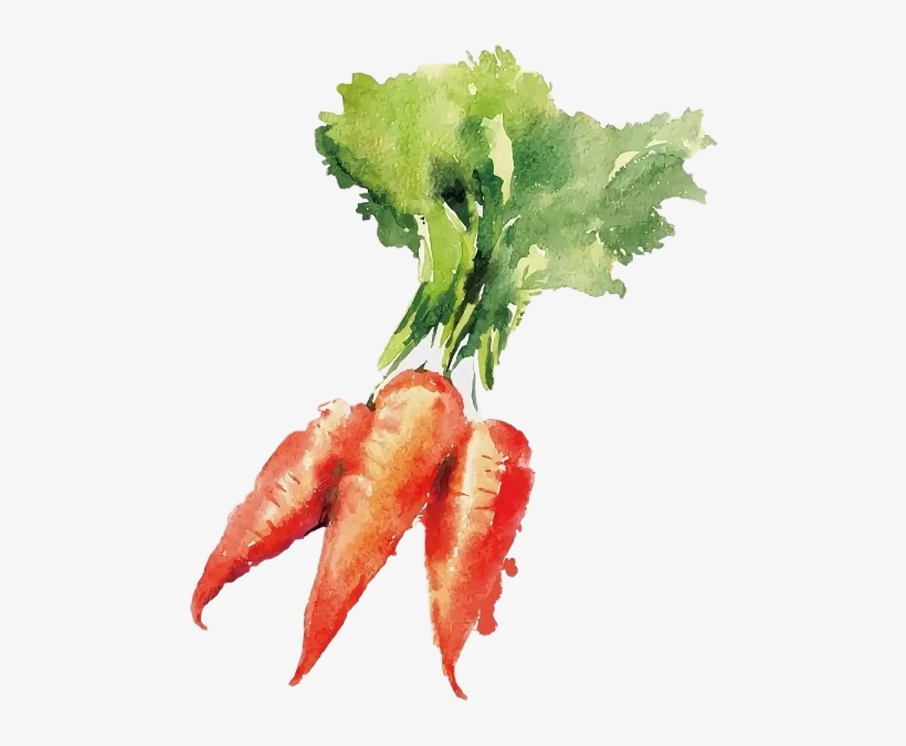 Vegetable Watercolor Paintings, transparent png #201541
