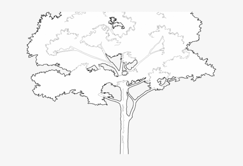 Free Tree Vectors - Illustration, transparent png #201689