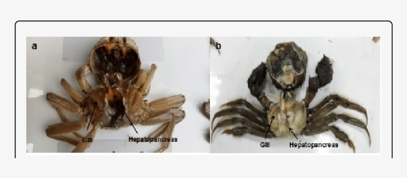 Comparison Of The Symptoms Of Diseased Crab With Healthy - Soldier Beetle, transparent png #201932