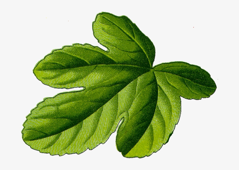 Fig Leaf - Leaf Transparent Fig Leaf Png, transparent png #202032